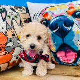 Hiccup Maltipoo 02