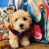 Hiccup Maltipoo 04