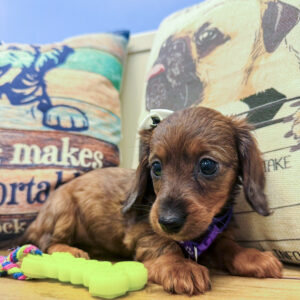Inca Miniature Dachshund 01