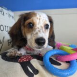 Itsy Dachshund 01