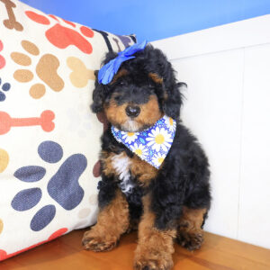 Jaclyn Poodle 01