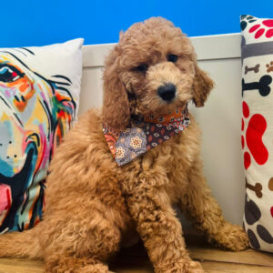Jive Golden Doodle 01