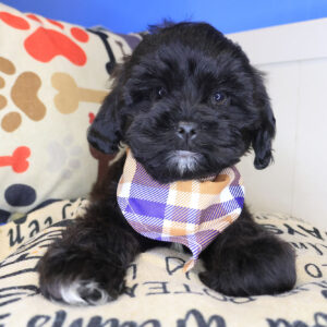 Joey Shihpoo 01