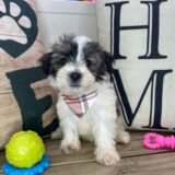 Jogger Havanese 02
