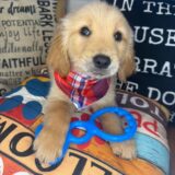 Jose Golden Retriever 01