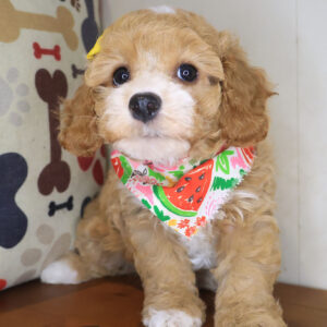 Josie Bichapoo 01