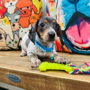 Kairo Dachshund 01