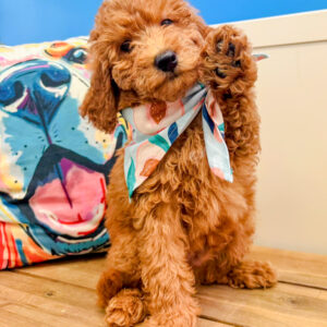 Karcag Golden Doodle 01