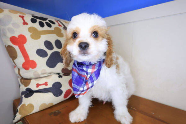 Kiwi Cavapoo 01