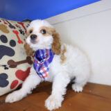 Kiwi Cavapoo 04