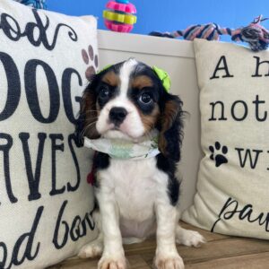 Kyra Cavalier King Charles Spaniel 01