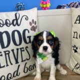 Kyra Cavalier King Charles Spaniel 03