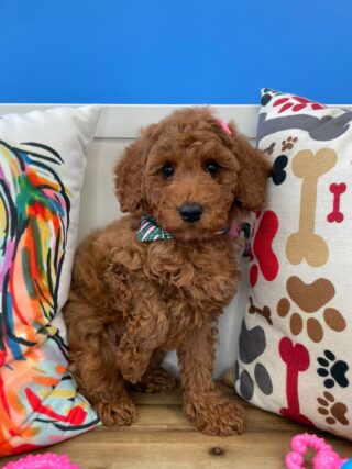 Ladybug Mini Goldendoodle 01