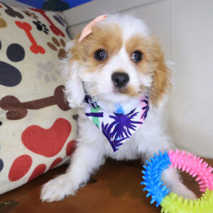 Larkspur Cavapoo 01