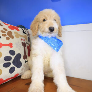Lasso Goldendoodle 01