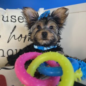 Leia Yorkshire Terrier 01