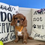 Link Cavalier King Charles Spaniel 01