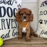 Link Cavalier King Charles Spaniel 02