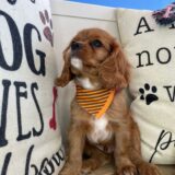 Link Cavalier King Charles Spaniel 03