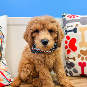 Locket Golden Doodle 01