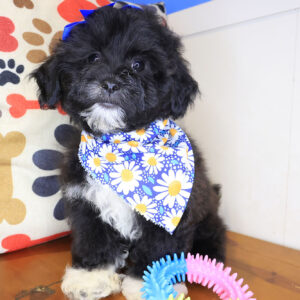 Lyra Shihpoo 01