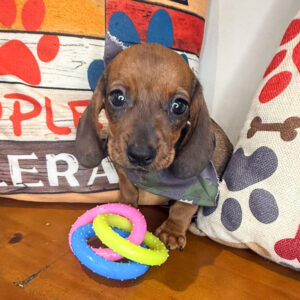 Malcolm Dachshund 01