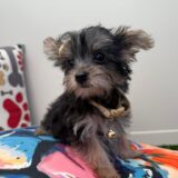 Maple Morkie 01