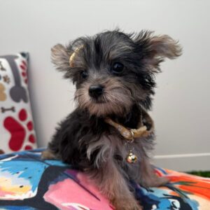 Maple Morkie 01