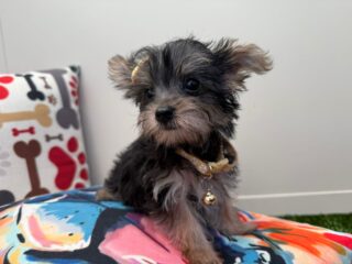 Maple Morkie 01