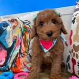 Marguerite Mini Goldendoodle 01