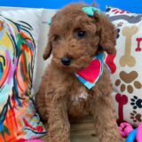 Marguerite Mini Goldendoodle 02