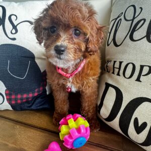 Marigold Cavapoo 01