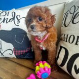 Marigold Cavapoo 02