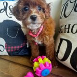 Marigold Cavapoo 03