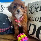 Marigold Cavapoo 04