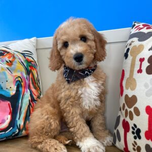 Mateo Mini Goldendoodle 01