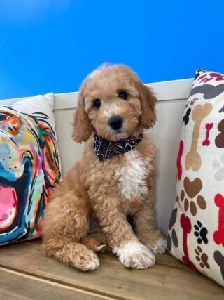 Mateo Mini Goldendoodle 01