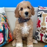 Mateo Mini Goldendoodle 02