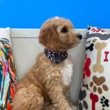 Mateo Mini Goldendoodle 03
