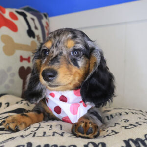 Matilda Dachshund 01