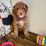 Mila Poodle 01