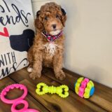 Mila Poodle 02