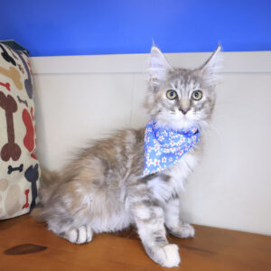 Mina Maine Coon 01