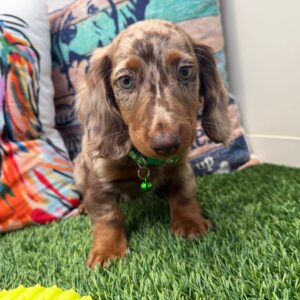 Miró Dachshund 01