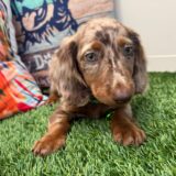 Miró Dachshund 02