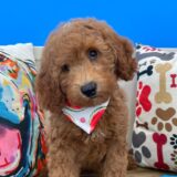 Morty Mini Goldendoodle 01