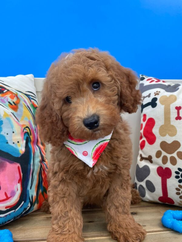 Morty Mini Goldendoodle 01