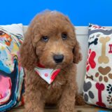 Morty Mini Goldendoodle 04