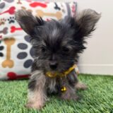 Muffin Morkie 01
