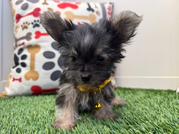 Muffin Morkie 01